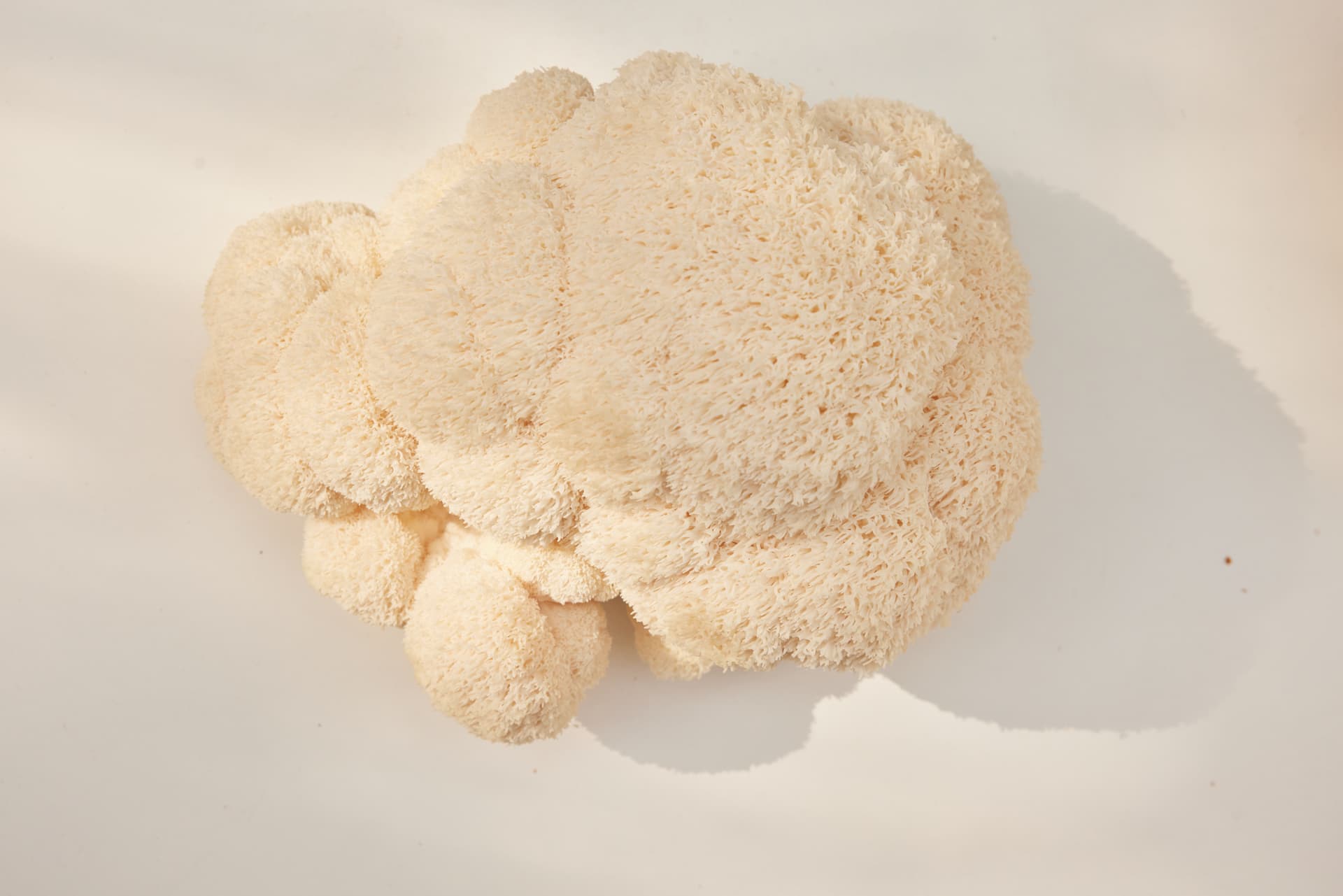 A fresh lion’s mane mushroom from the Tuintje van Adam farm