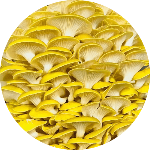 Gele oesterzwam