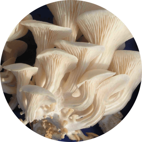 Oesterzwam kweekblok