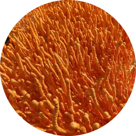Cordyceps