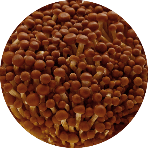 Fluweelpootje
