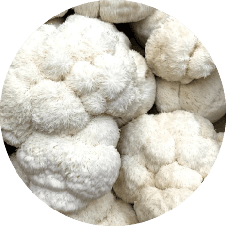 Lion's mane 250 gram vers