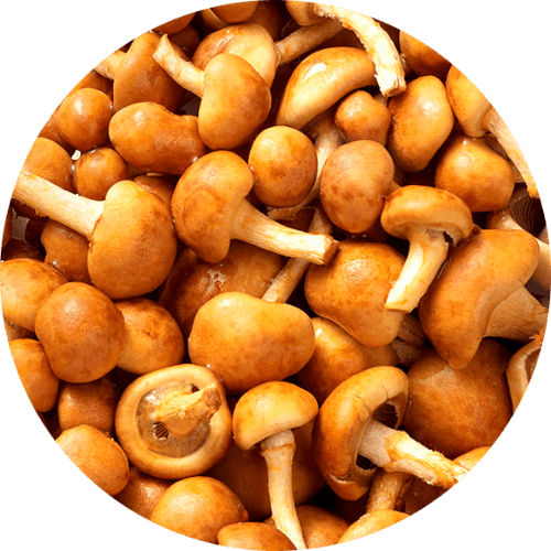 Bundelzwam
