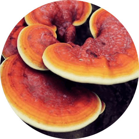 Reishi rood