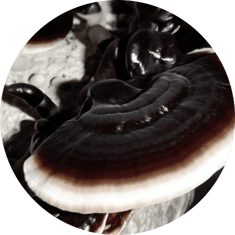 Reishi zwart