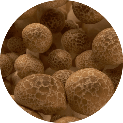 Gedroogde Shiitake