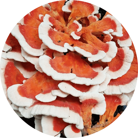 Witte zwavelzwam