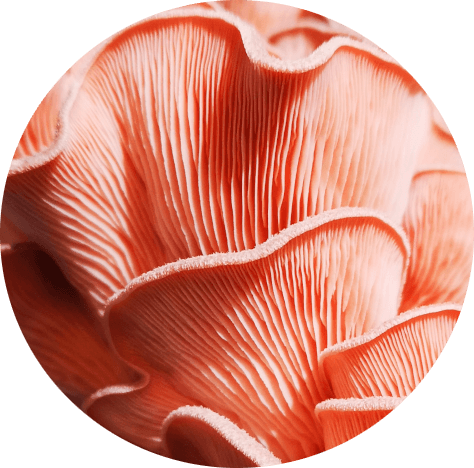 Roze oesterzwam