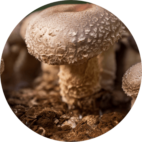 Shiitake blok groot