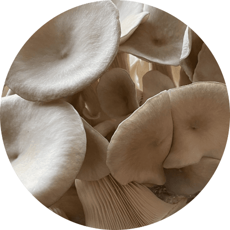 Grijze oesterzwam 1000 gram