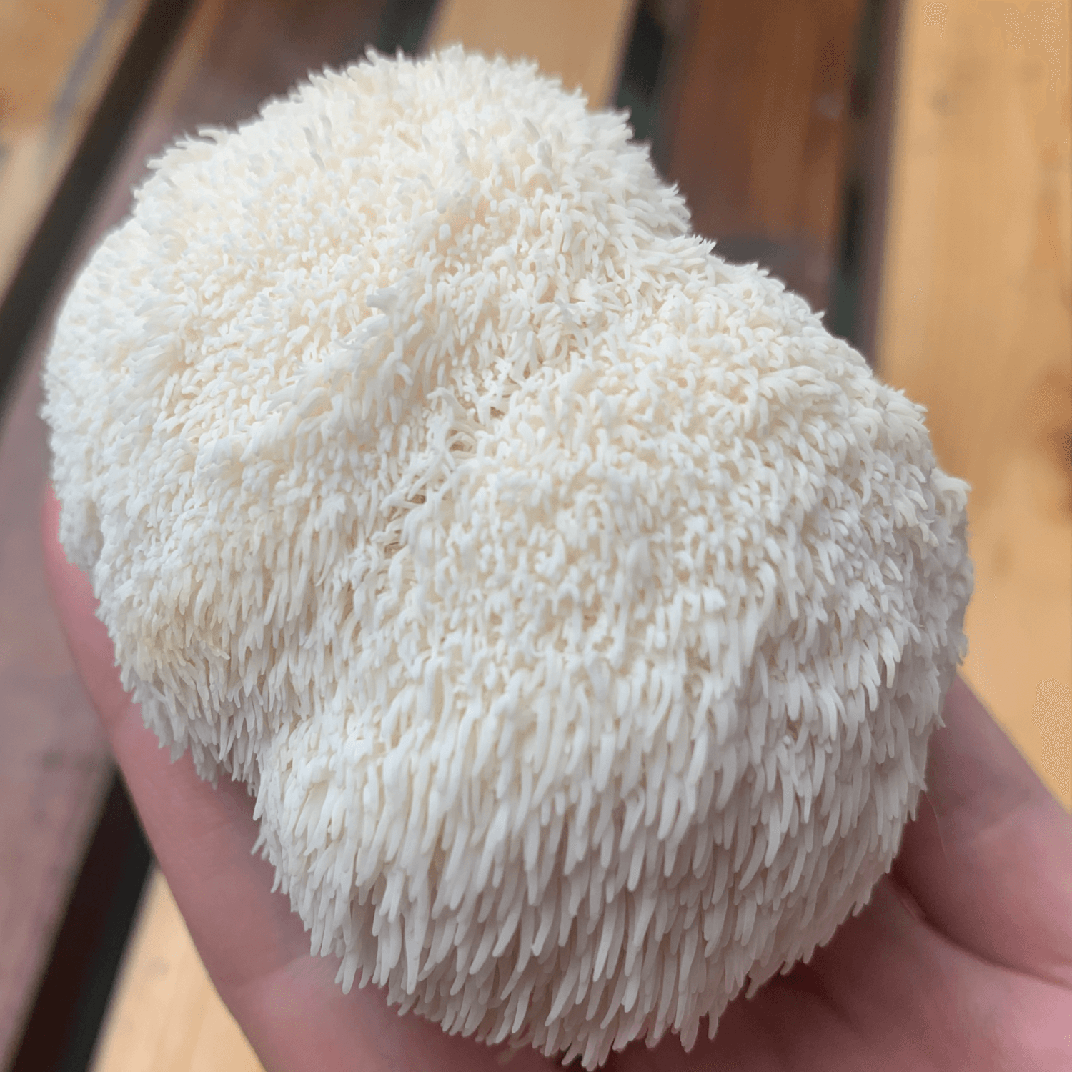 Mycelium substraat