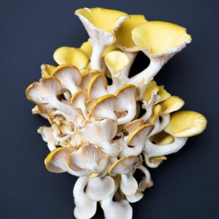 Wat zijn paddenstoelen? | Korte introductie over paddenstoelen