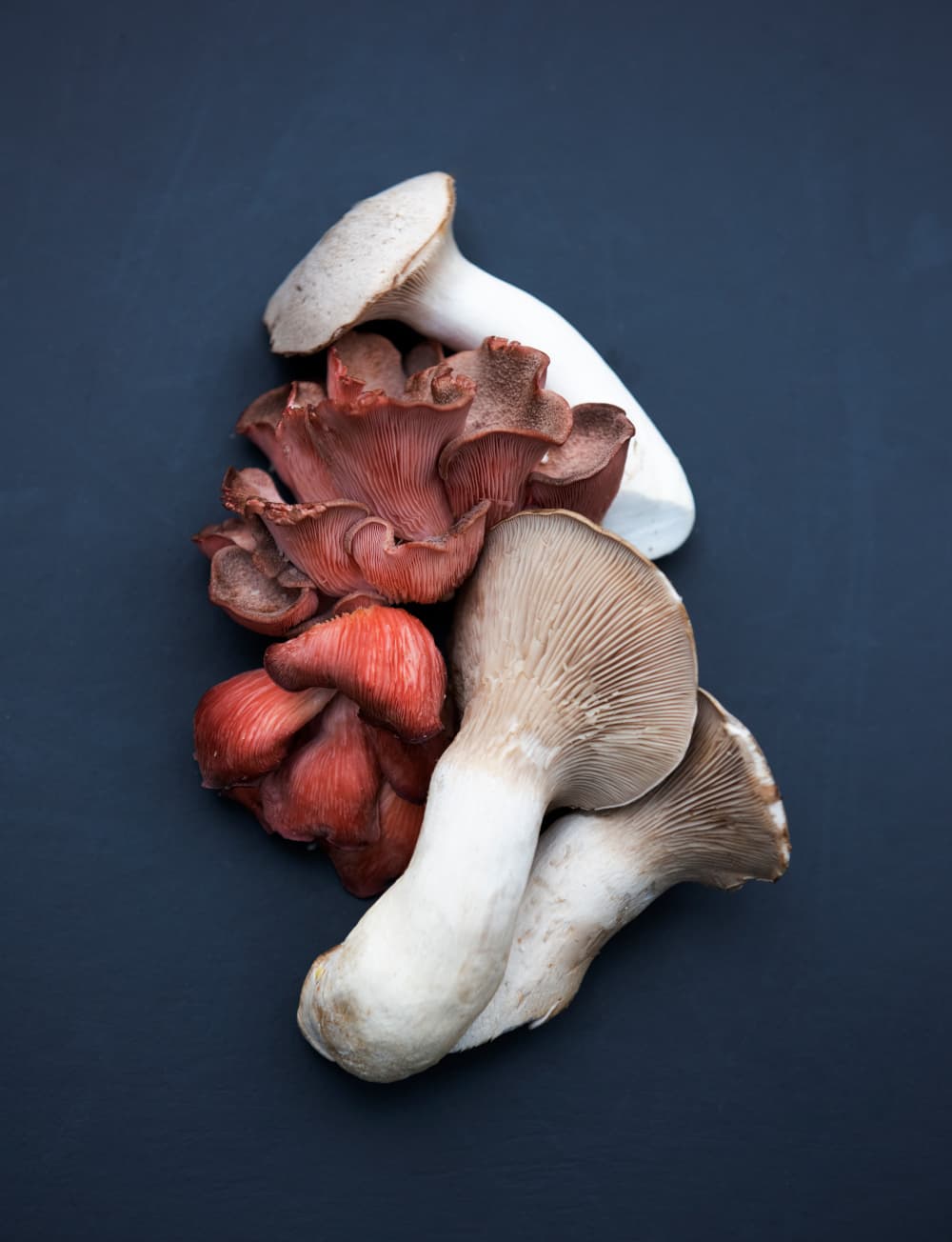 Hoe paddenstoelen bewaren?