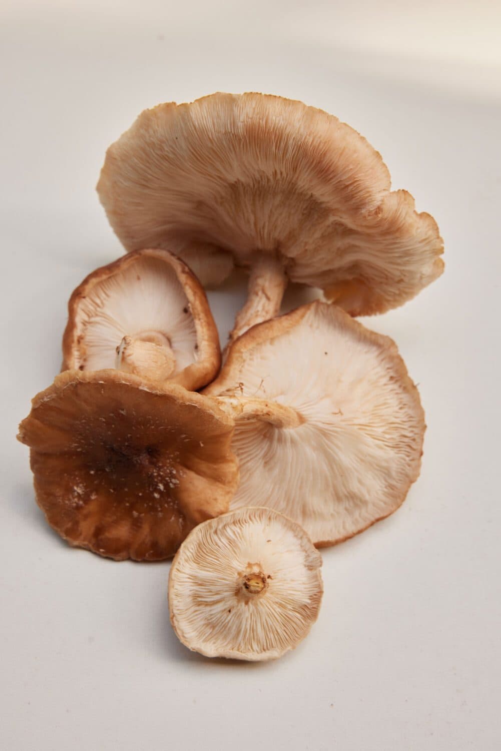 Shiitake 1 kg vers