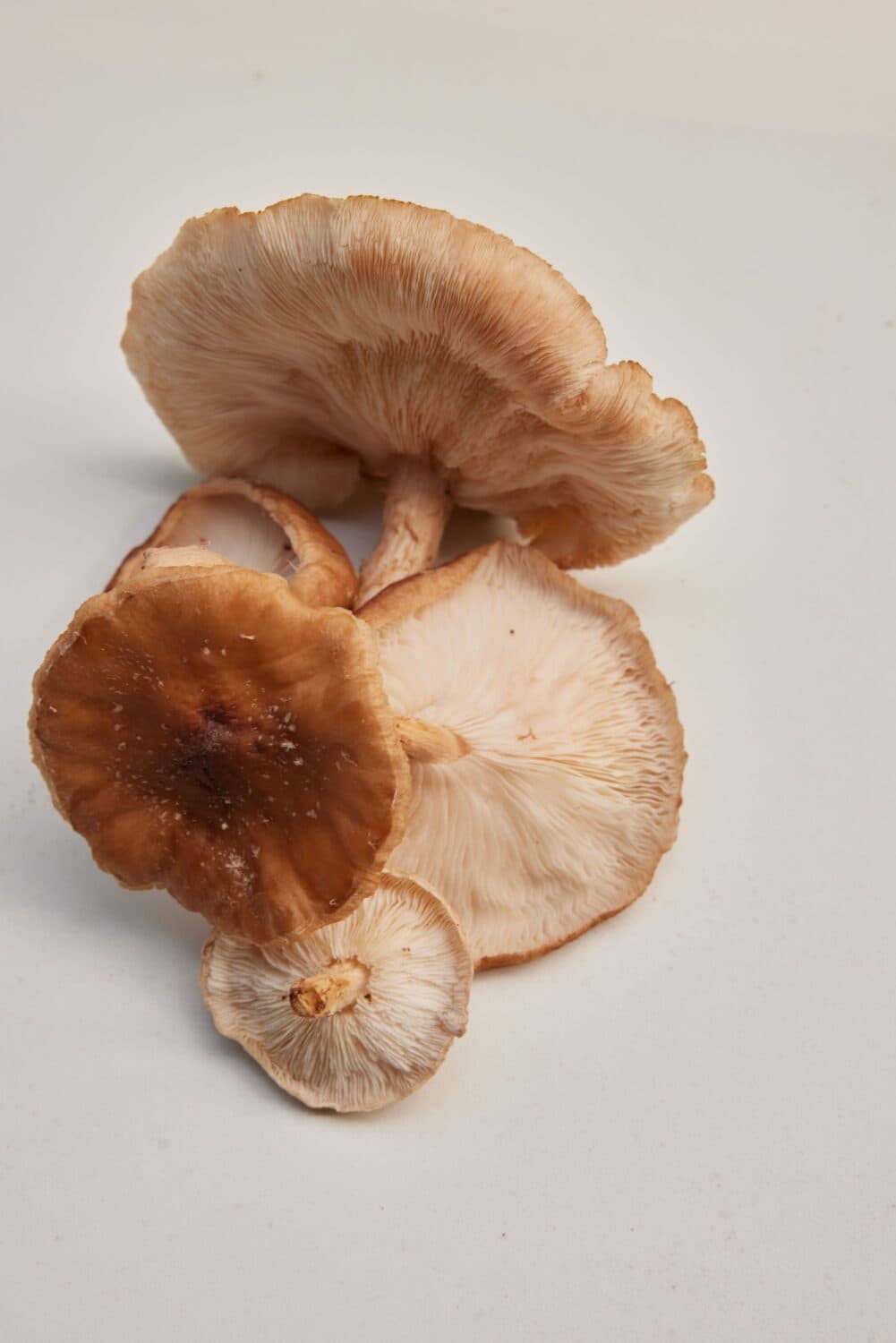 Shiitake 500 gram vers