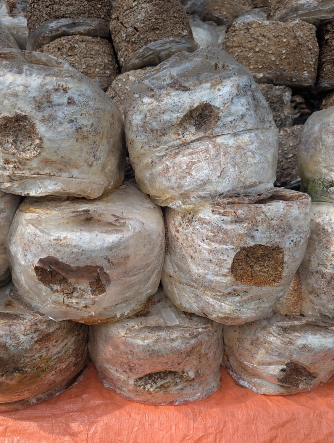 Myceliumblokken Substraat Compost