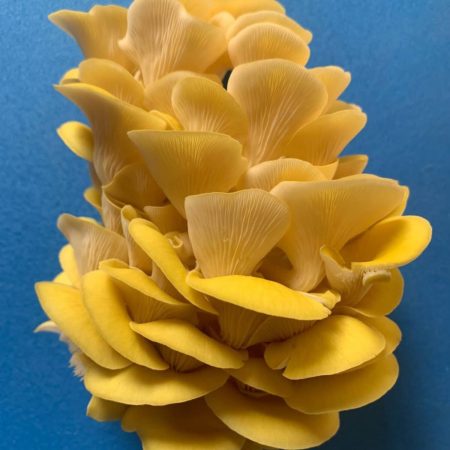 Verse Paddenstoelen gekweekt in Amsterdam