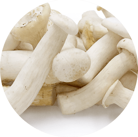 Melkwitte paddenstoel