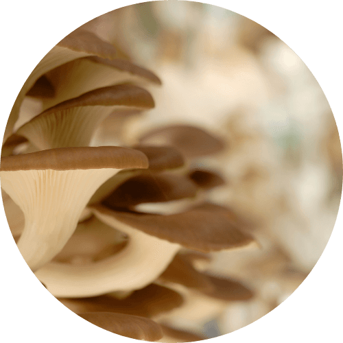 Oesterzwam blok groot